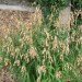 River Oats